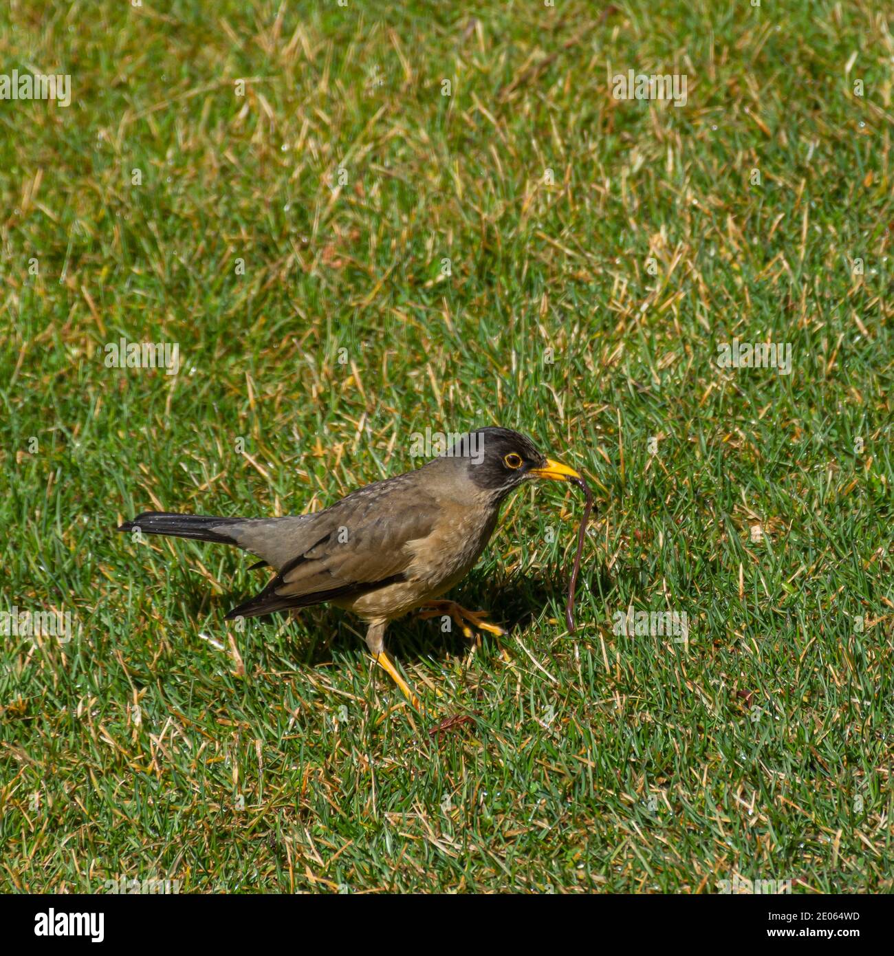 Clouse Ansicht von Austral Drossel (Turdus falcklandii) auf einem grünen Gras in Patagonien, Argentinien Stockfoto