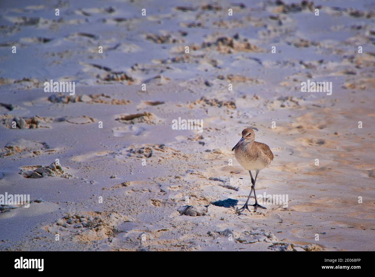 Ein Willet Bird am Destin Beach, im Panhandle von Florida Stockfoto