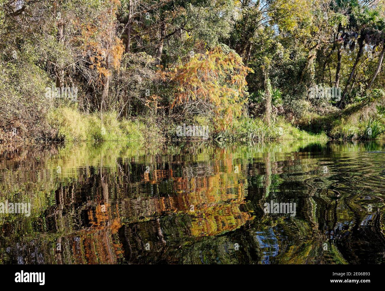 creek-Szene, Natur, Bäume, Wasser, Vegetation, Herbstfarbe, Reflexionen, Shell Creek, Florida, Punta Gorda, FL, Winter Stockfoto