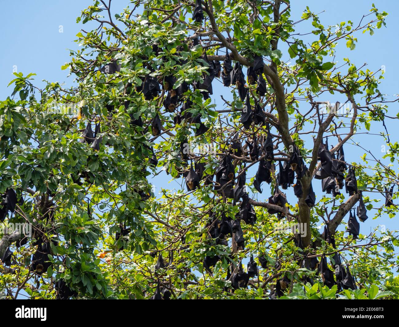 Fledermäuse in einem Baum in Port Moresby, der Hauptstadt von Papua-Neuguinea gesammelt. Stockfoto