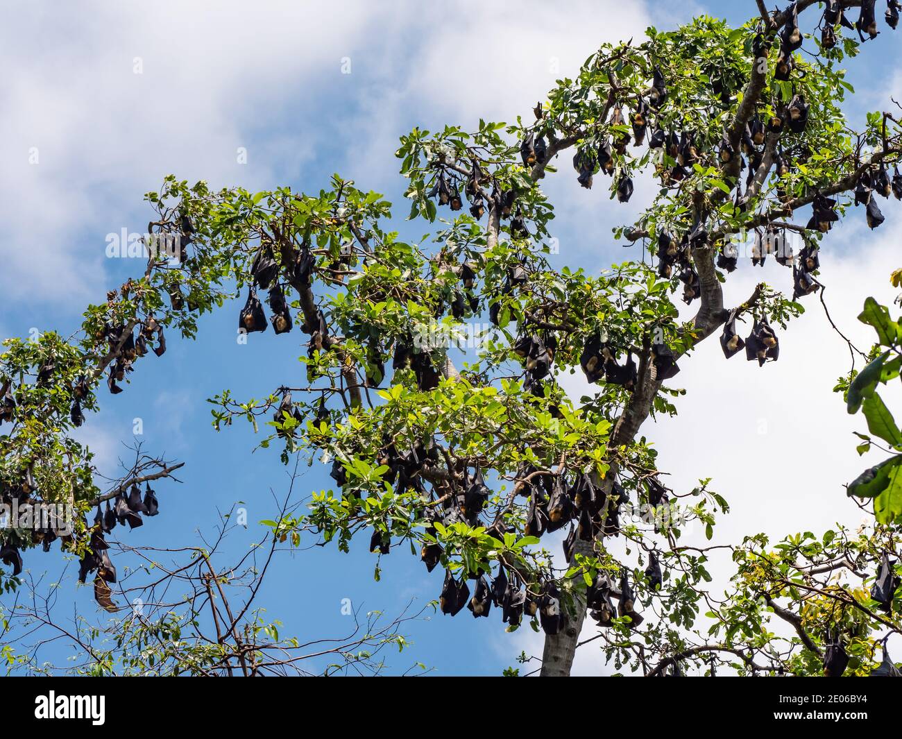 Fledermäuse in einem Baum in Port Moresby, der Hauptstadt von Papua-Neuguinea gesammelt. Stockfoto