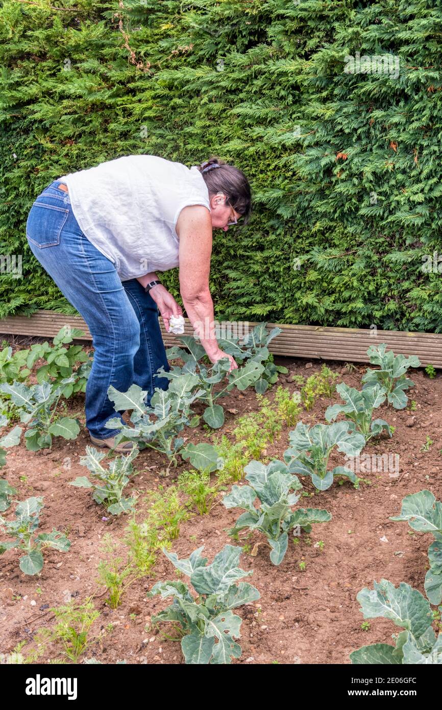 Frau, die in ihrem Gemüsegarten arbeitet und Raupen aus einer Reihe von Kohl entfernt. Stockfoto