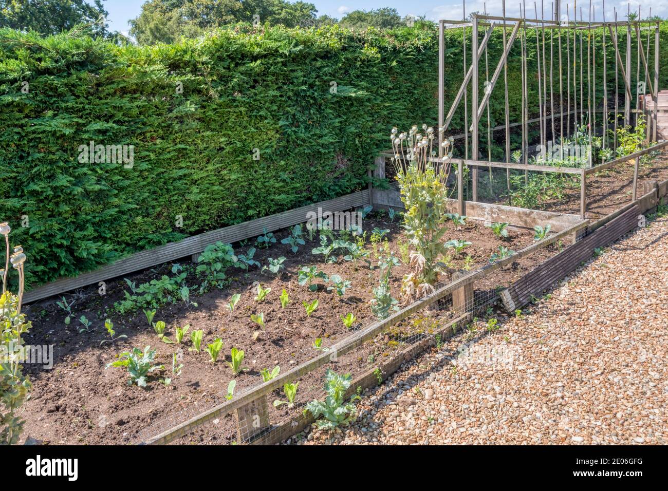 Gemüse wächst in einem Gemüsebett in einem Landgarten gepflanzt. Stockfoto