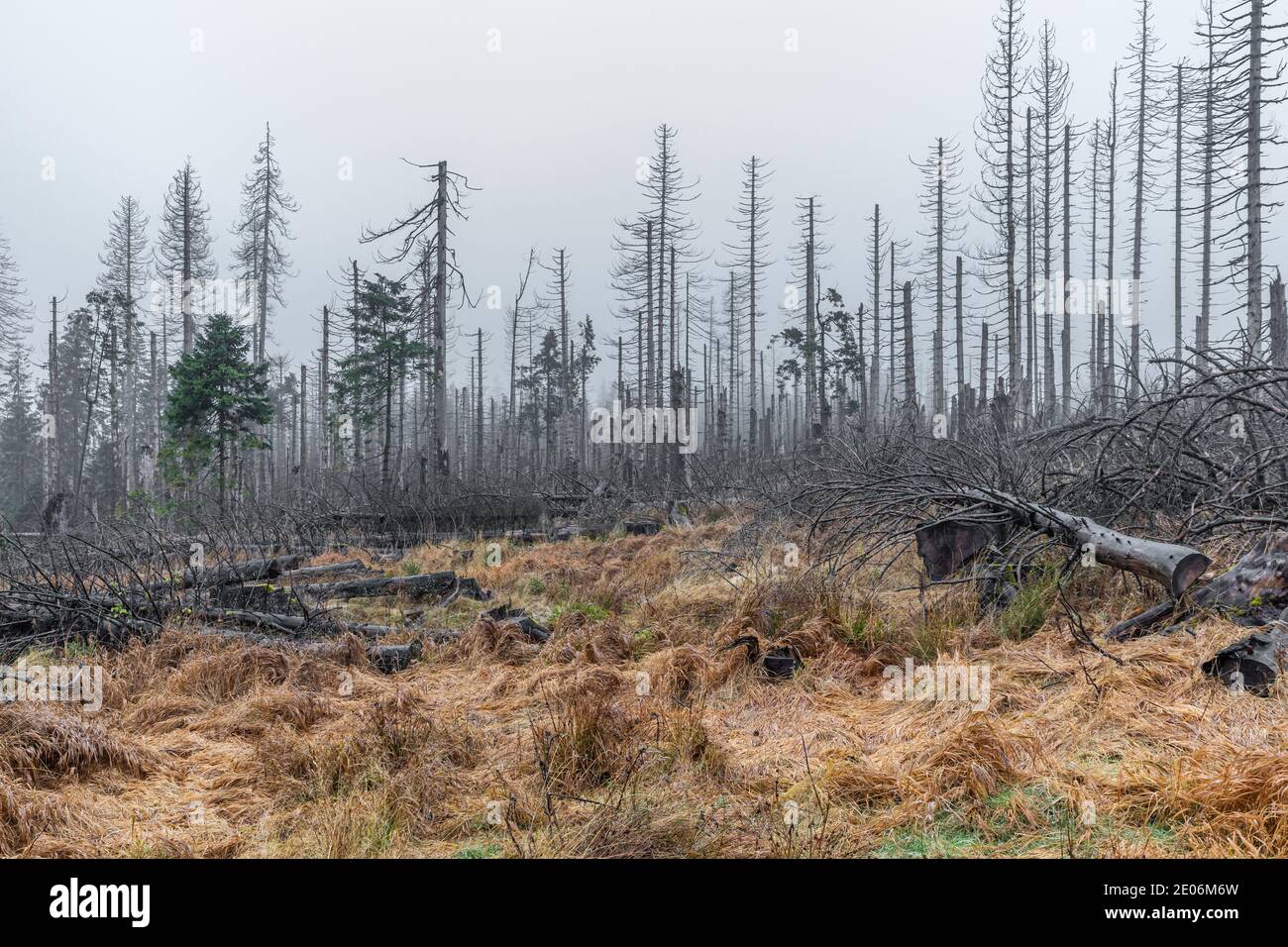 Nationalpark Harz Tote Bäume im Nebel Geisterwald Stockfoto