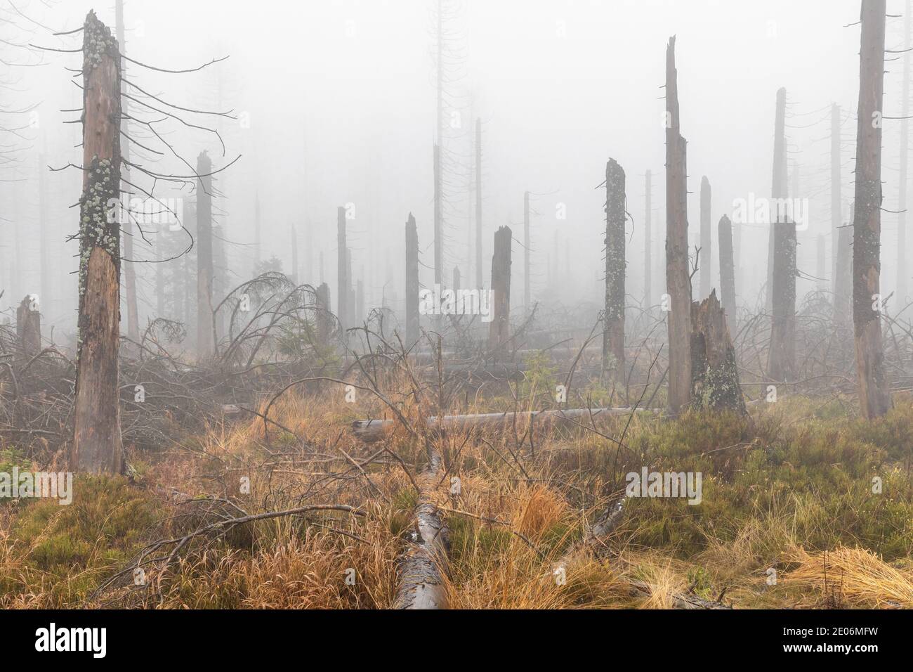 Nationalpark Harz Tote Bäume im Nebel Geisterwald Stockfoto