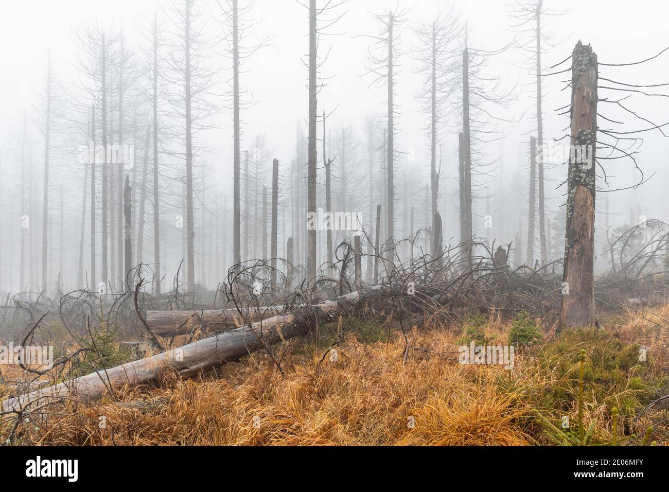 Nationalpark Harz Tote Bäume im Nebel Geisterwald Stockfoto