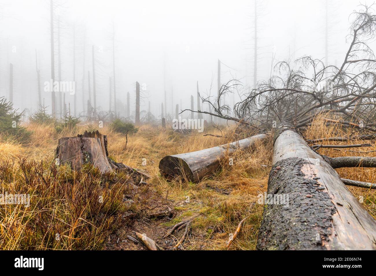 Nationalpark Harz Tote Bäume im Nebel Geisterwald Stockfoto