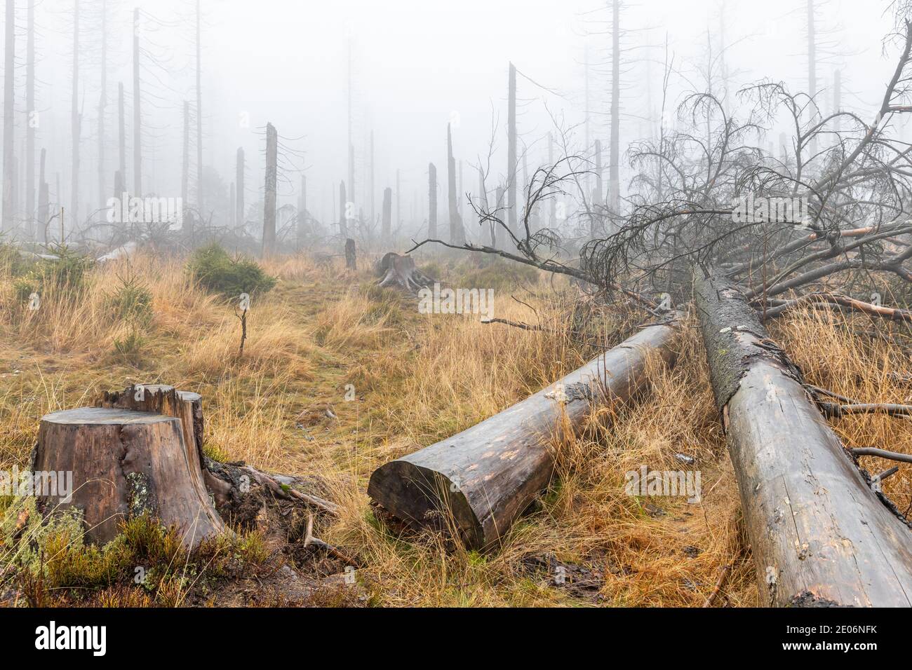 Nationalpark Harz Tote Bäume im Nebel Geisterwald Stockfoto
