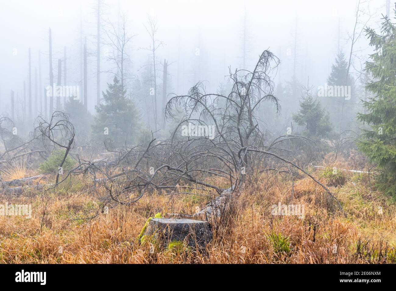 Nationalpark Harz Tote Bäume im Nebel Geisterwald Stockfoto