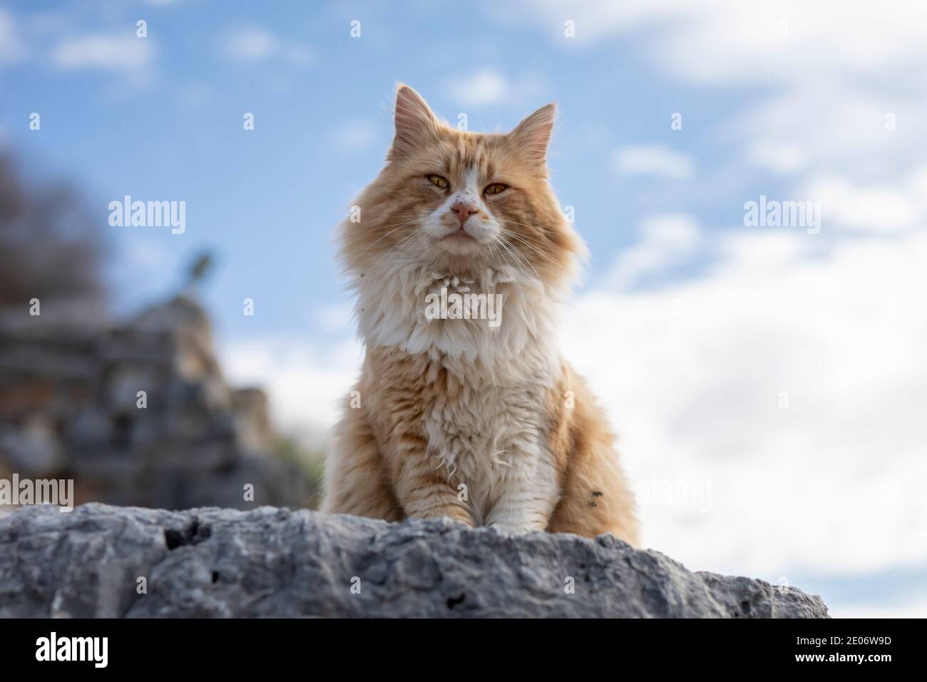 Katze und blauer Himmel flauschige Wolken im Hintergrund, wunderbarer Sommertag Stockfoto