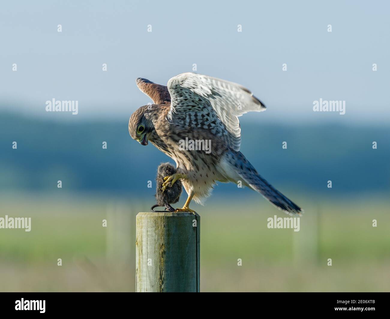 Der schöne Jungvogel (Falco tinnunculus) landet mit der Beute auf dem Rundpol mit einem schönen blauen und grünen Bokeh im Hintergrund. Stockfoto