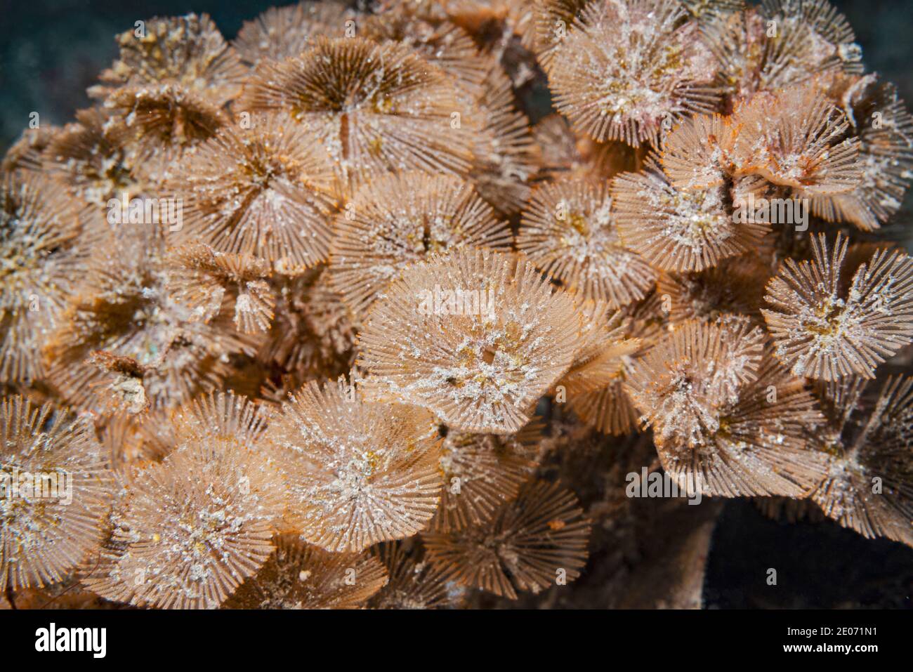 Bryozoan. Lembeh Strait, Nord-Sualwesi, Indonesien. Stockfoto