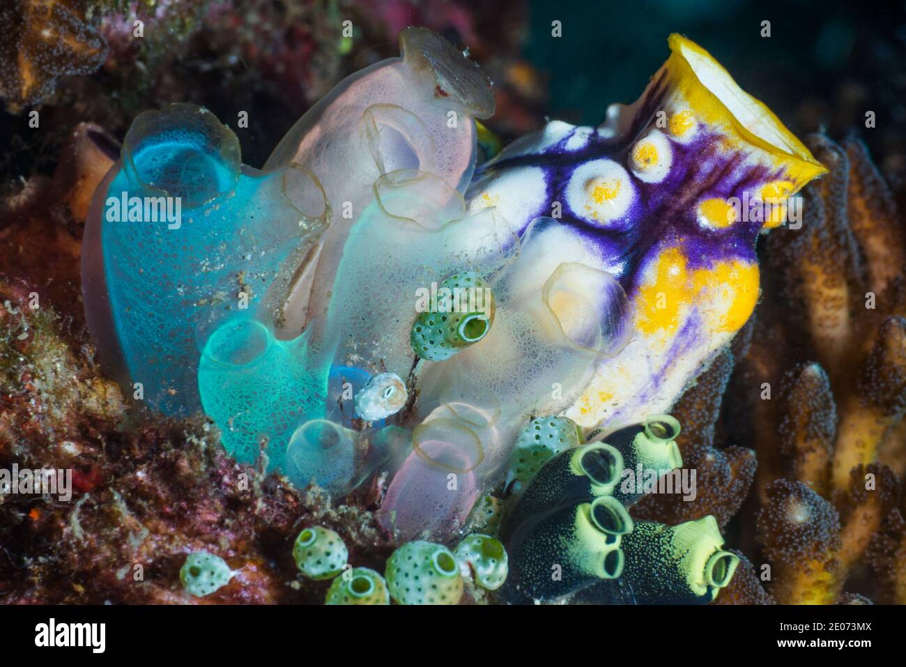 Blau Club Tunicate [Rhopalaea crassa]. Lembeh Strait, Nord Sulawesi, Indonesien. Stockfoto