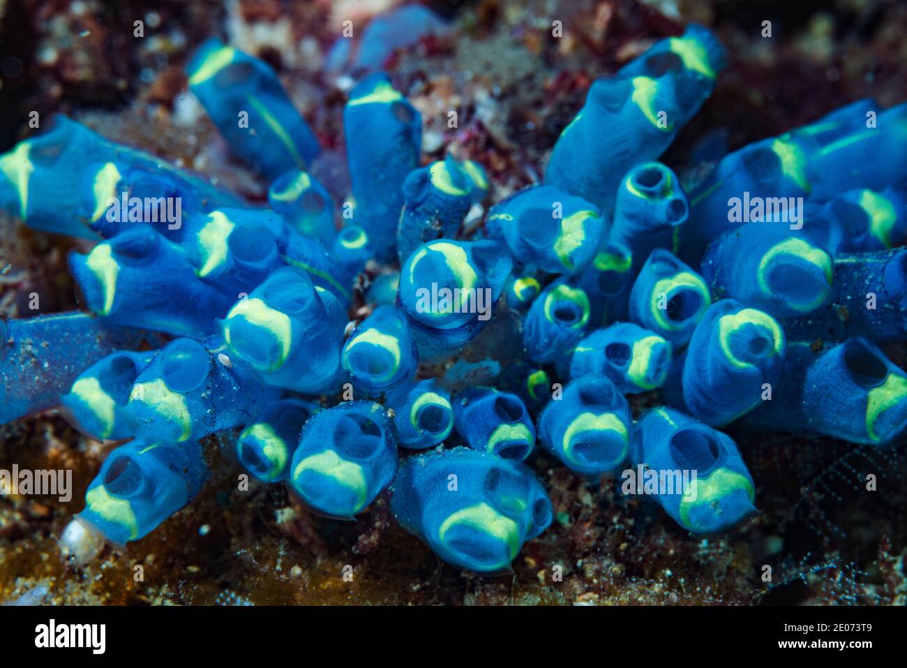 Das Meer spritzt [Clavelina sp?]. Lembeh Strait, Nord-Sulawesi, Indonesien. Stockfoto