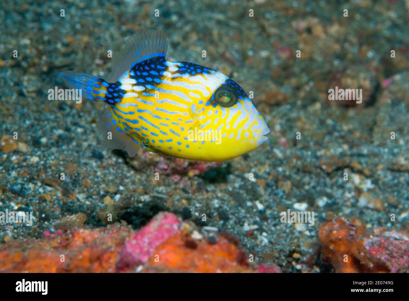 Jungfische, Blauer oder geriffelter Triggerfisch [Pseudobalistes fuscus]. Lembeh Strait, Nord-Sulawesi, Indonesien. Stockfoto