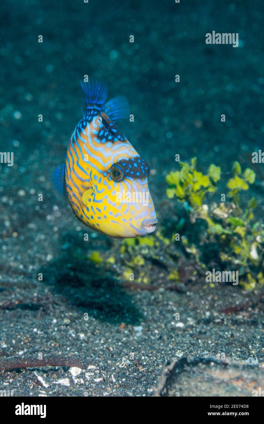 Jungfische, Blauer oder geriffelter Triggerfisch [Pseudobalistes fuscus]. Lembeh Strait, Nord-Sulawesi, Indonesien. Stockfoto