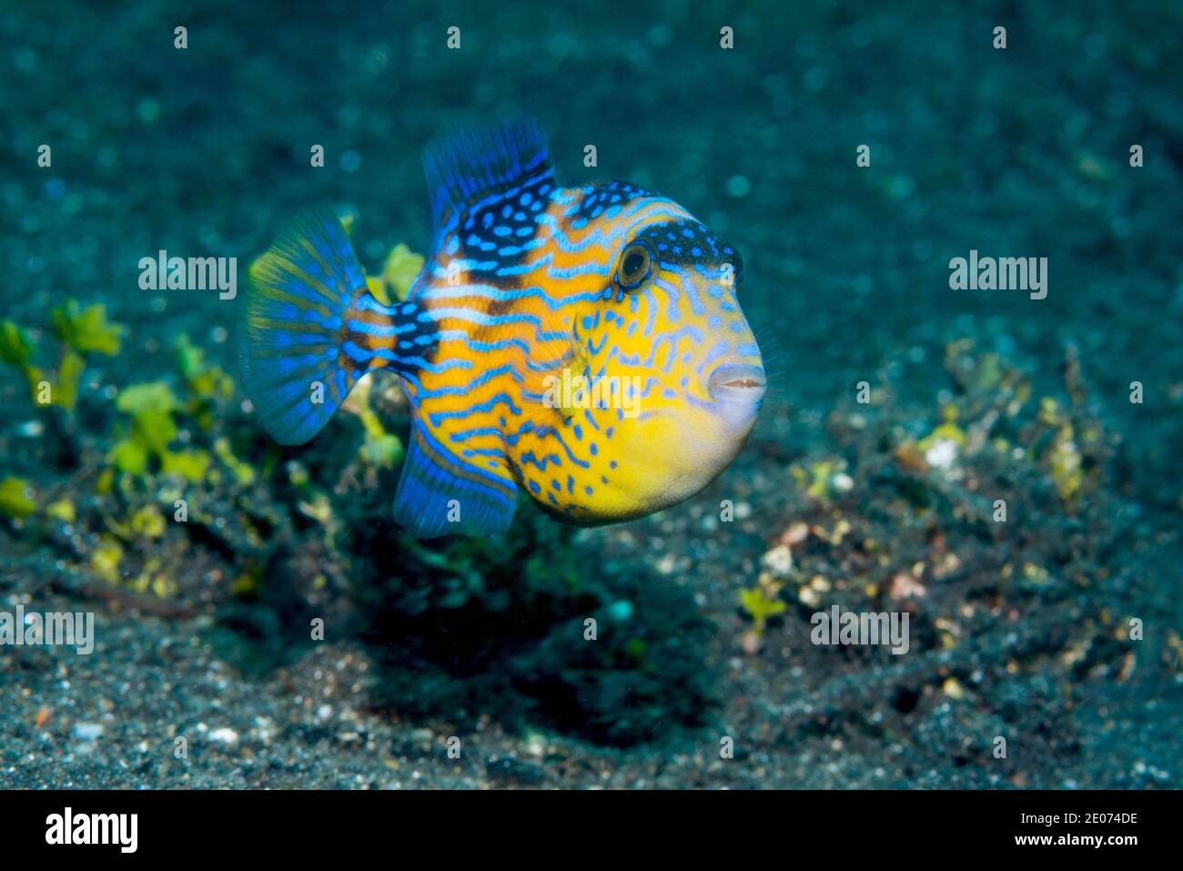 Jungfische, Blauer oder geriffelter Triggerfisch [Pseudobalistes fuscus]. Lembeh Strait, Nord-Sulawesi, Indonesien. Stockfoto