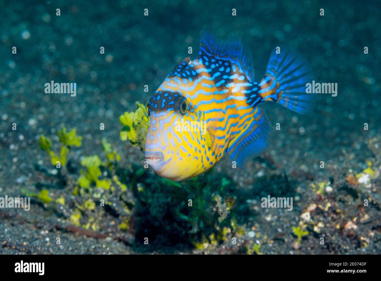 Jungfische, Blauer oder geriffelter Triggerfisch [Pseudobalistes fuscus]. Lembeh Strait, Nord-Sulawesi, Indonesien. Stockfoto