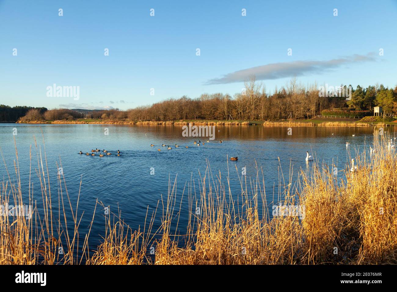 Lochore Meadows Country Park in der Grafschaft Fife in Schottland Stockfoto