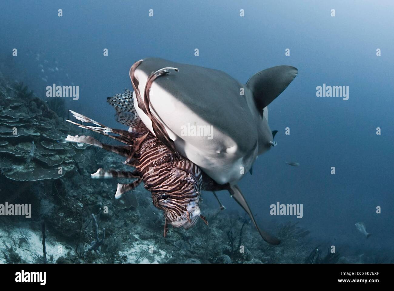 Nahaufnahme des karibischen Riffhais (Carcharhinus perezi) Essen eines roten Löwenfisches (Pterois volitans) Stockfoto