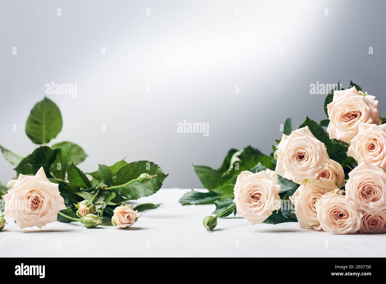 Zarte beige Blumen Rosen auf einem hellen Hintergrund. Stockfoto