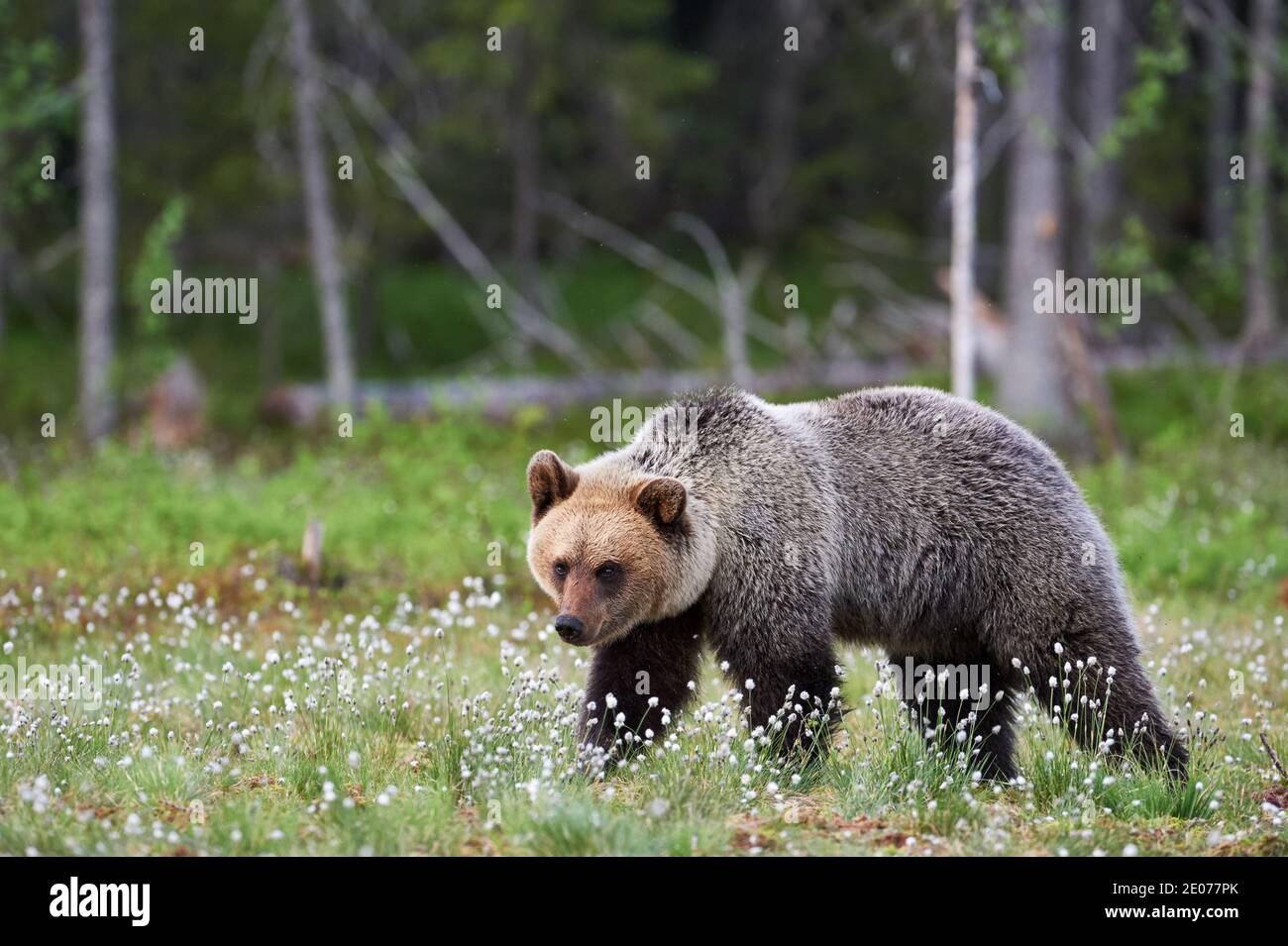 Braunbär (Ursus arctos) frei in der finnischen Taiga Stockfoto