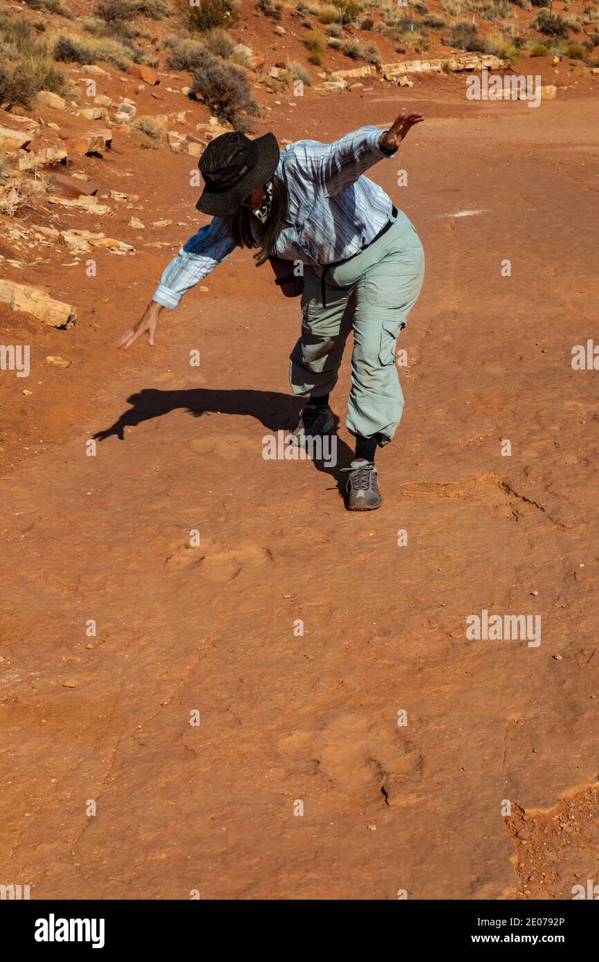 Trackway eines Dilophosaurus fleischfressenden, bipedalen Theropod-Dinosauriers, der bis zu 1,000 lbs wog., in BLM Warner Valley Dinosaur Track Site in der Nähe von St. Stockfoto