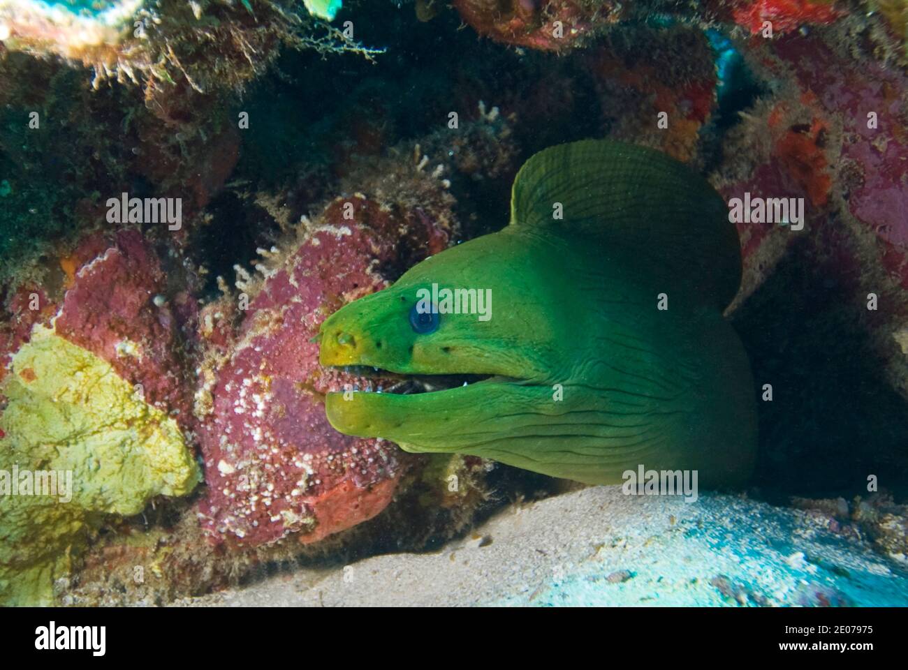 Nahaufnahme von Grünmuräne (Gymnothorax funebris), Roatan, Bay Islands, Honduras, Karibik Stockfoto