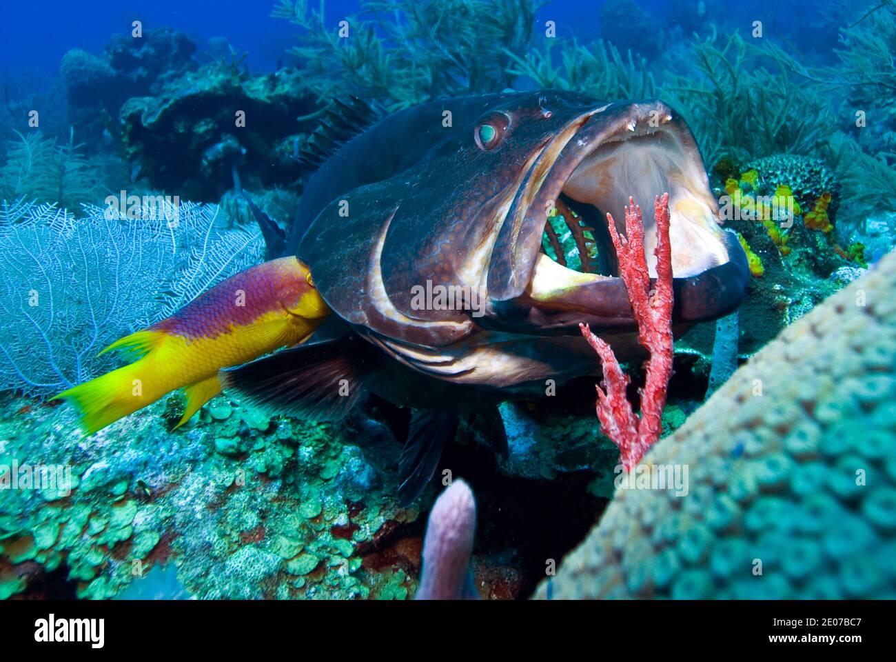 Schwarzer Grouper (Mycteroperca bonaci) mit offenem Mund an einer Reinigungsstation. Stockfoto