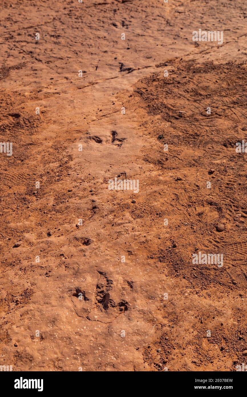 Megapnosaurus, ein bipedalischer, fleischfressender Theropod-Dinosaurier, ist auf der Warner Valley Dinosaur Track Site von BLM in der Nähe von St. George, Utah, USA, zu finden Stockfoto