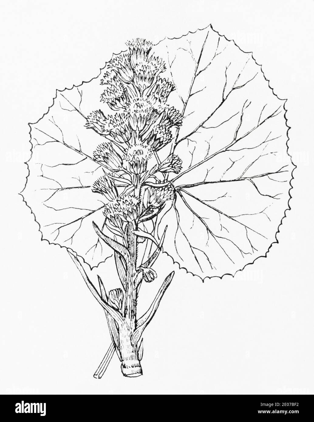 Alte botanische Illustration Gravur von Butterbur / Petasites hybridus, Petasites vulgaris. Traditionelle Heilkräuter Pflanze. Siehe Hinweise Stockfoto