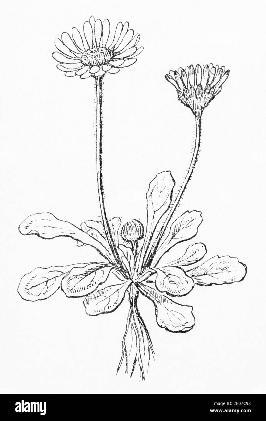 Alte botanische Illustration Gravur von Daisy / Bellis perennis. Traditionelle Heilkräuter Pflanze. Siehe Hinweise Stockfoto