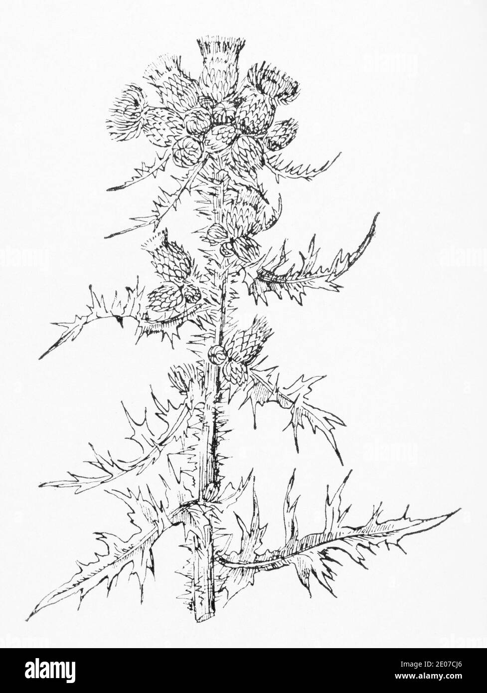 Alte botanische Illustration Gravur von Marsh Thistle / Cirsium palustre. Siehe Hinweise Stockfoto