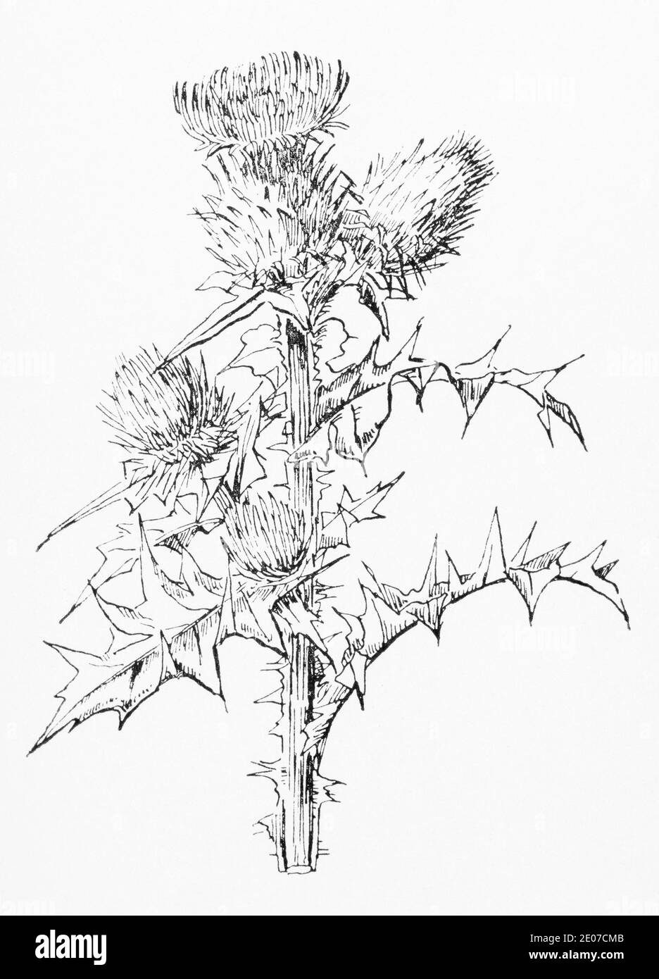 Alte botanische Illustration Gravur von Spear Thistle / Cirsium vulgare. Siehe Hinweise Stockfoto