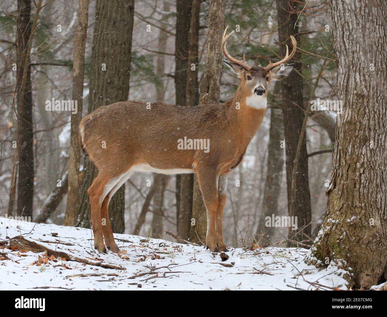 American White Tail Hirsch im Schneehalde Stockfoto