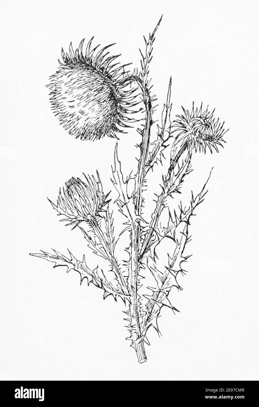 Alte botanische Illustration Gravur von Musk Thistle / Carduus nutans. Traditionelle Heilkräuter Pflanze. Siehe Hinweise Stockfoto
