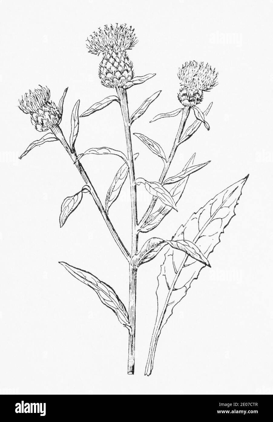 Alte botanische Illustration Gravur von Black Knapweed, Common Knapweed / Centaurea nigra. Traditionelle Heilkräuter Pflanze. Siehe Hinweise Stockfoto