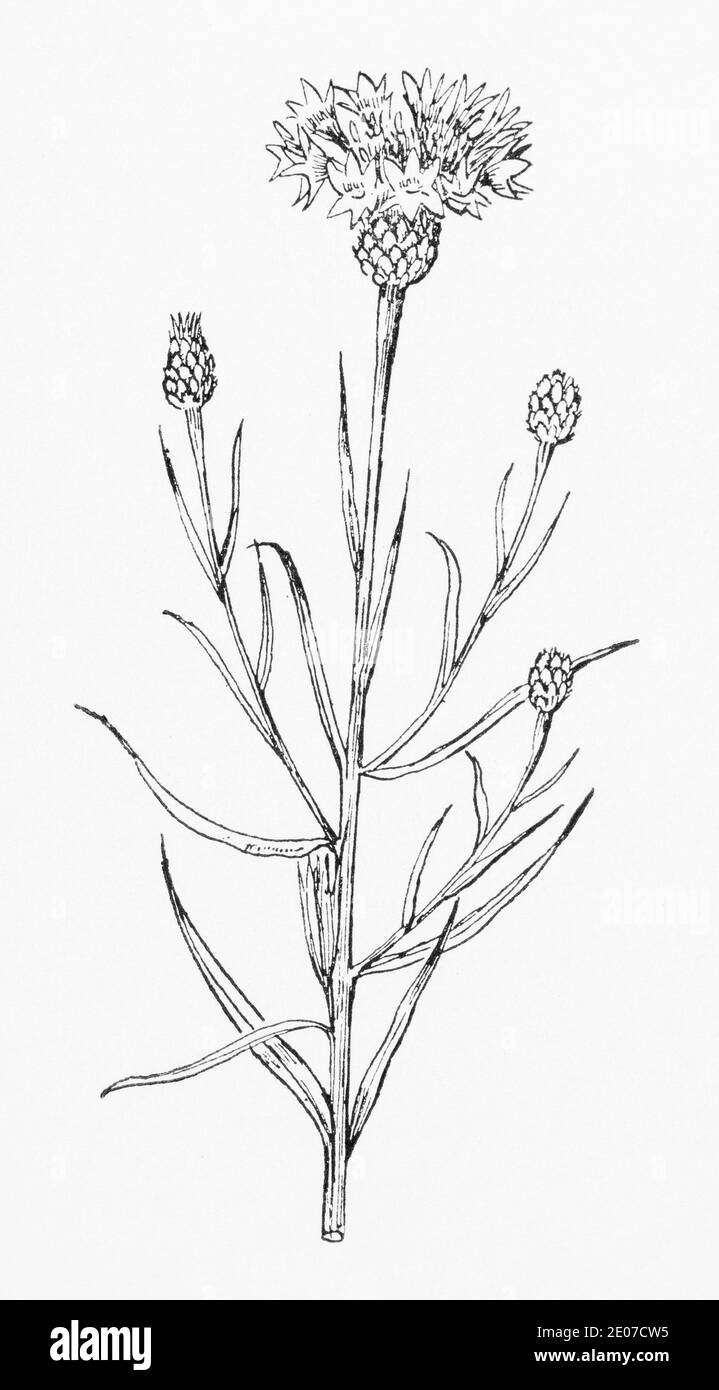 Alte botanische Illustration Gravur von Corn Bluebottle / Centaurea cyanus. Traditionelle Heilkräuter Pflanze. Siehe Hinweise Stockfoto