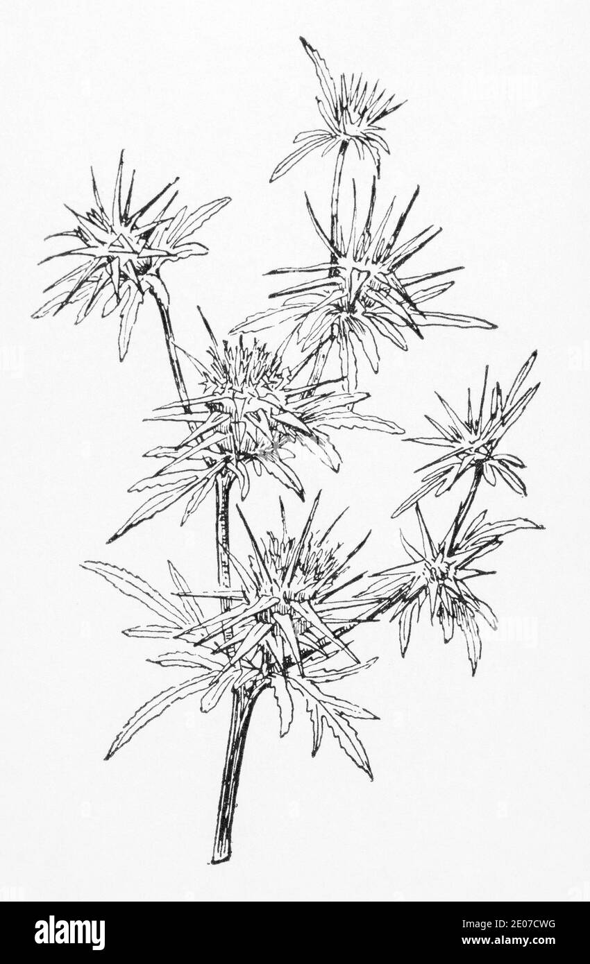 Alte botanische Illustration Gravur von Star Thistle / Centaurea calcitrapa. Traditionelle Heilkräuter Pflanze. Siehe Hinweise Stockfoto