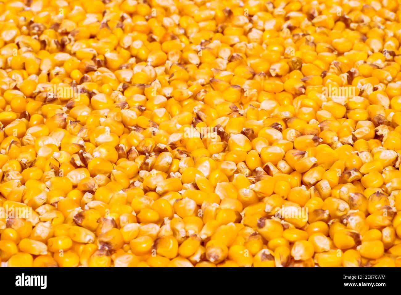 Strukturierter Hintergrund von gelben Maiskörnern. Das Konzept des Designelements. Stockfoto