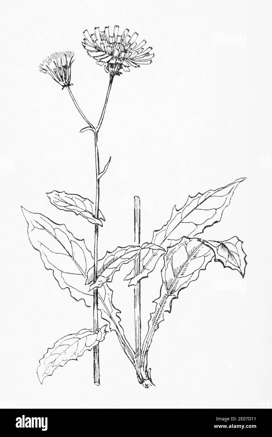 Alte botanische Illustration Gravur von Marsh Hawksbeard / Crepis paludosa. Siehe Hinweise Stockfoto