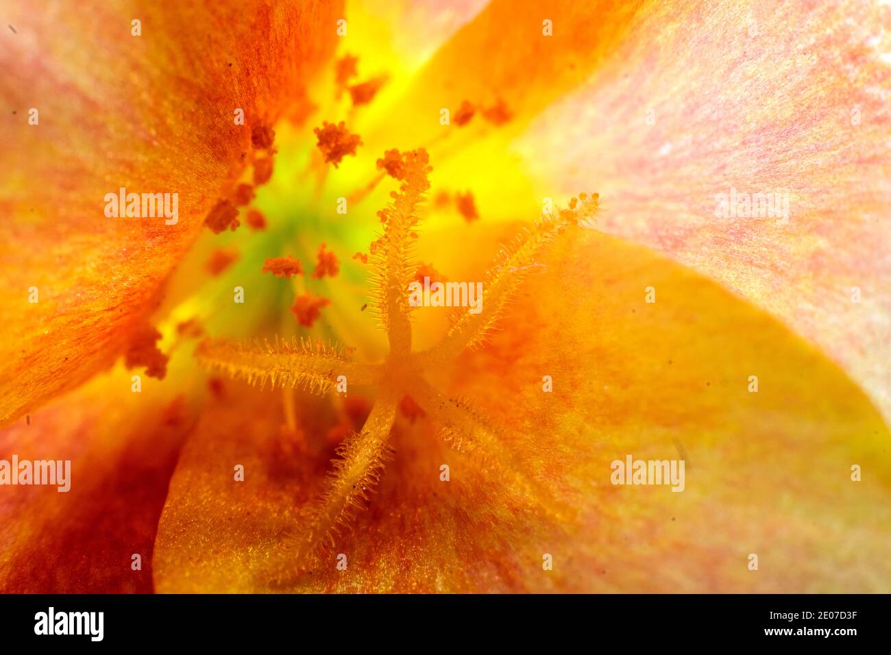 Farbenfrohes Makrofoto der Office Time Blume mit Pollen und Anthern. Stockfoto