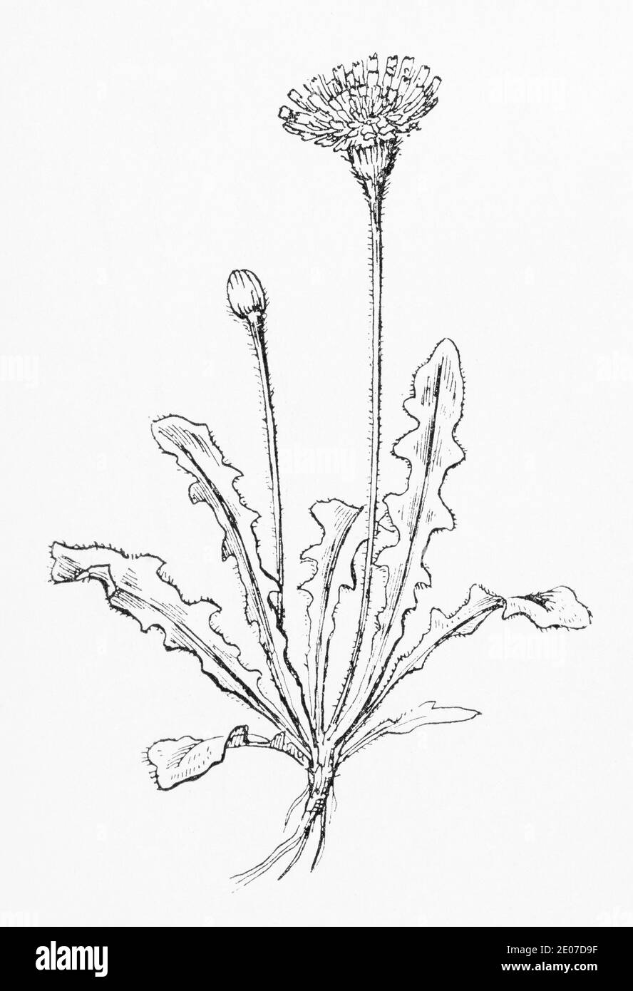 Alte botanische Illustration Gravur von grobem Hawkbit / Leontodon hispidus. Traditionelle Heilkräuter Pflanze. Siehe Hinweise Stockfoto