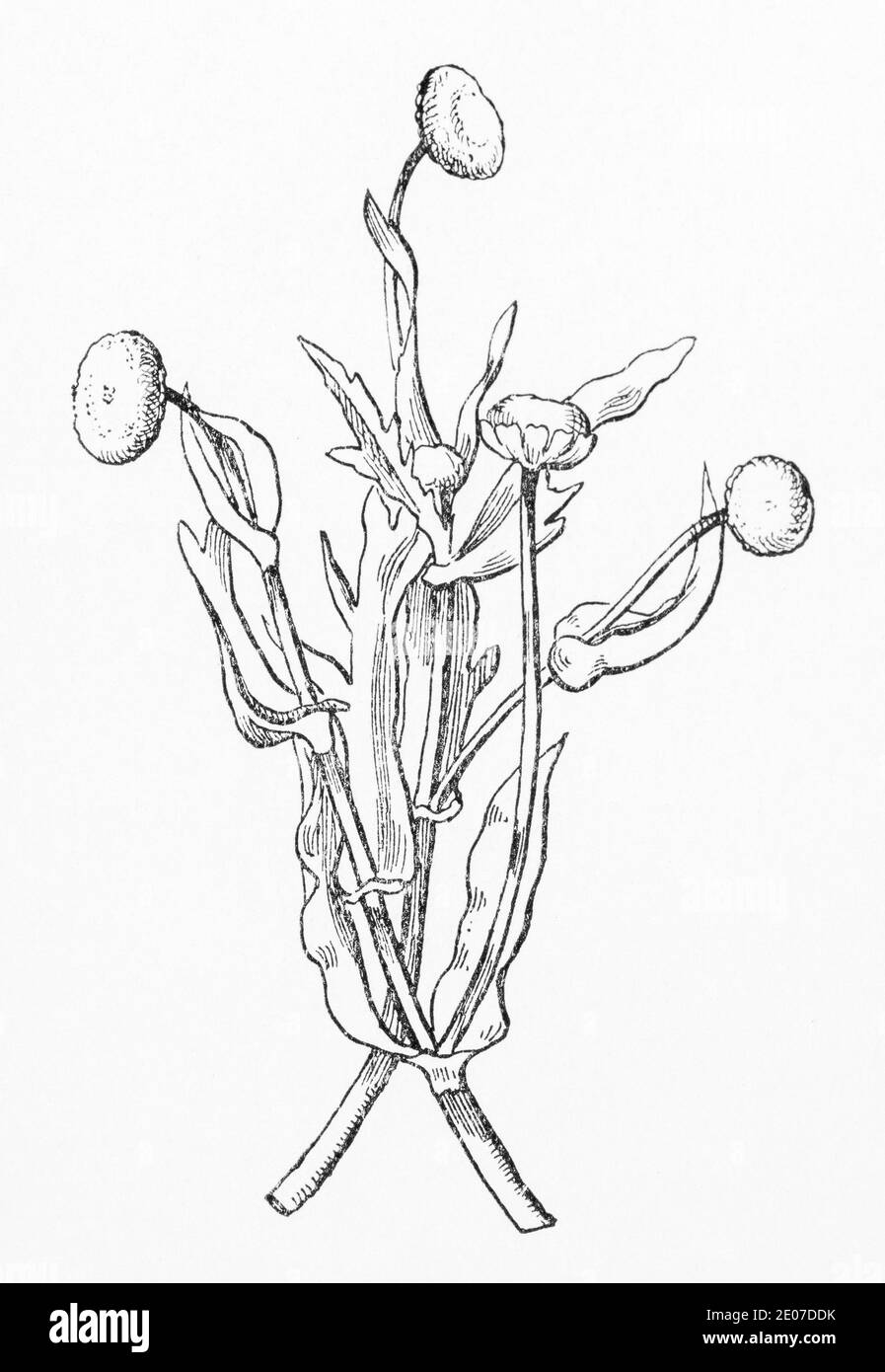 Alte botanische Illustration Gravur von Gelber Knopf / Cotula coronopifolia. Siehe Hinweise Stockfoto