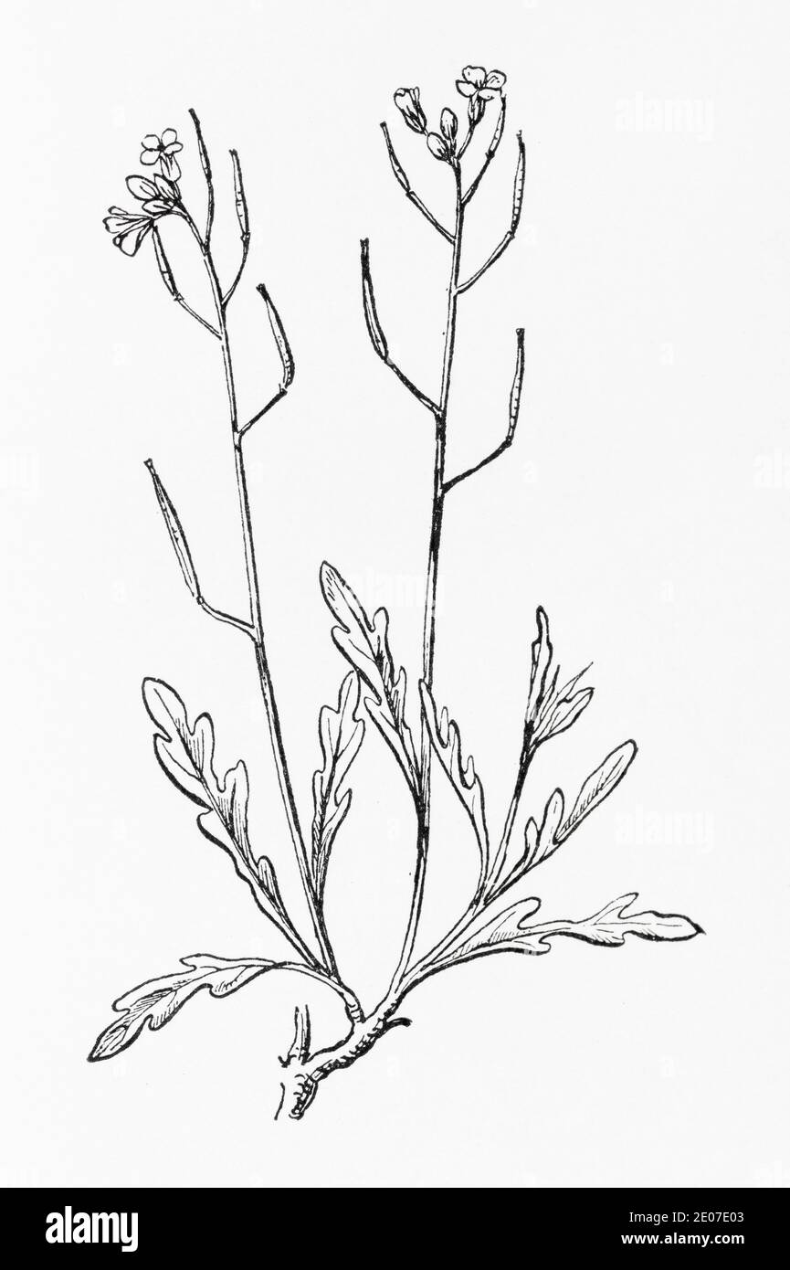 Alte botanische Illustration Gravur von schmalblättrigen Wand-Senf, Mehrjährige Wand Rakete / Diplomaxis tenuifolia. Heilkräuter Pflanze. Siehe Hinweise Stockfoto
