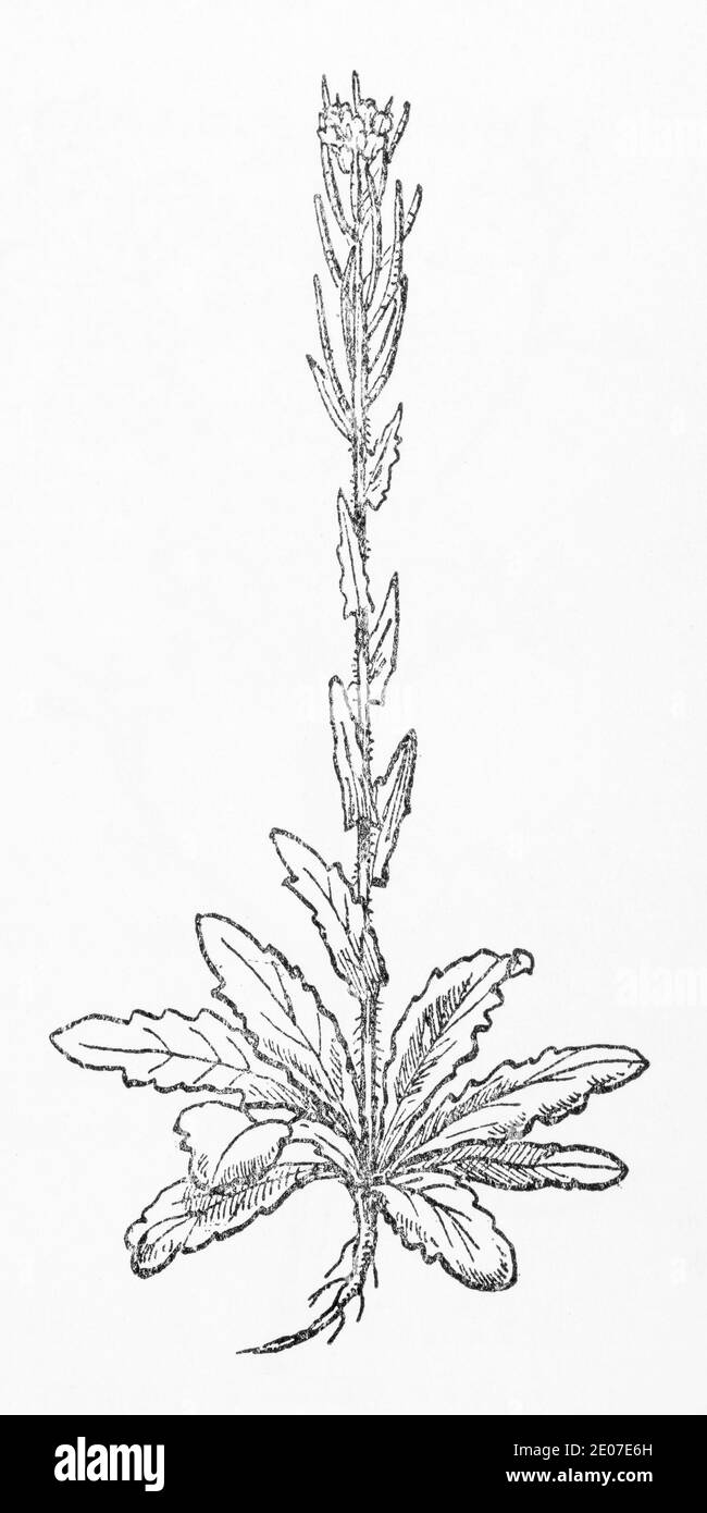 Alte botanische Illustration Gravur von Hairy Rock Cress / Arabis sagittata. Siehe Hinweise Stockfoto