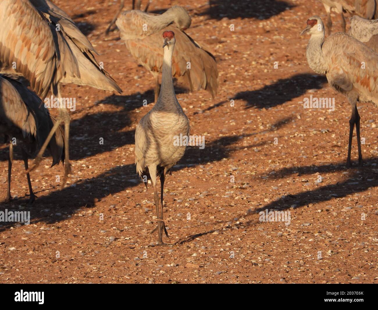 Sandhill Cranes bei Whitewater Draw - P1000 Stockfoto