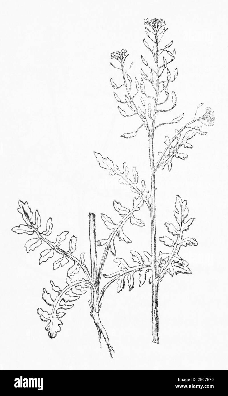 Alte botanische Illustration Gravur von Marsh Yellow Cress / Rorippa palustris, Nasturtium palustre. Traditionelle medizinische Kräuterpflanze. Siehe Hinweise Stockfoto