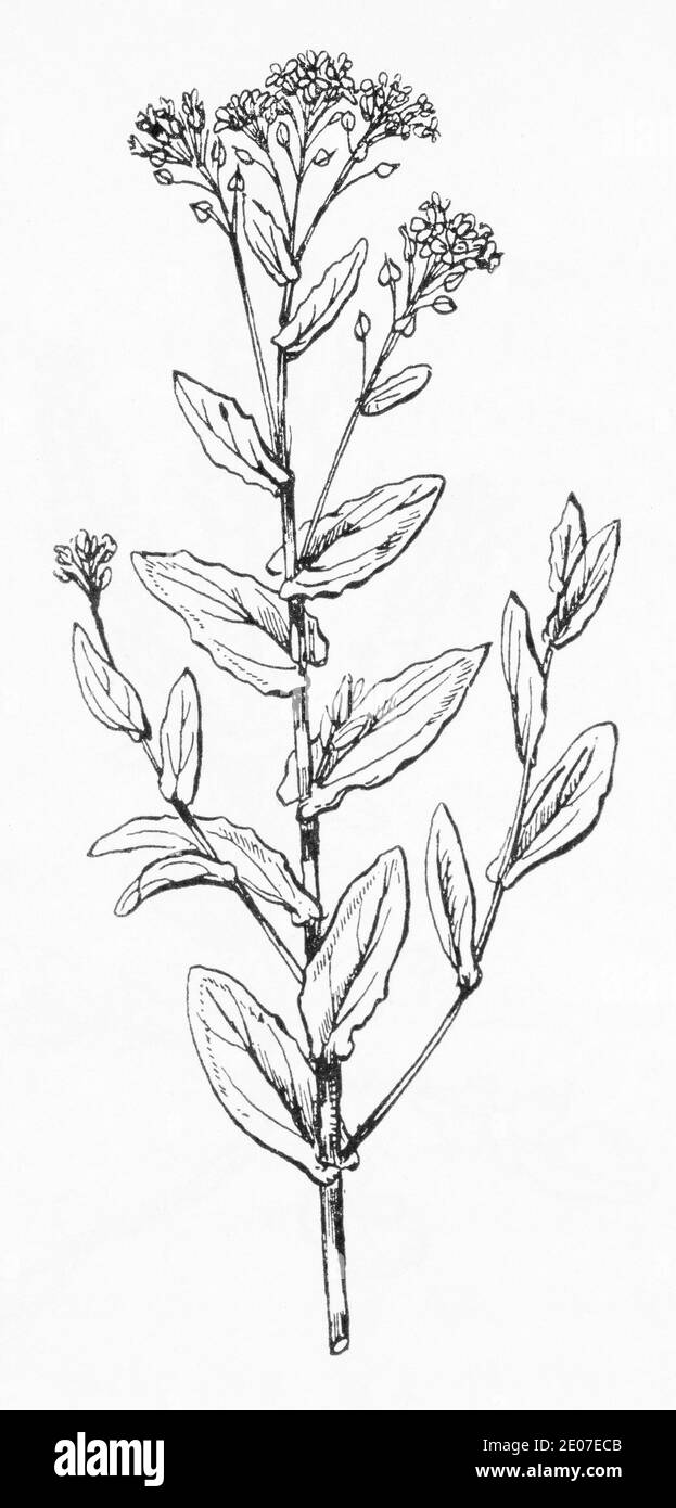Alte botanische Illustration Gravur von Whitlow Pepperwort / Lepidium draba. Traditionelle Heilkräuter Pflanze. Siehe Hinweise Stockfoto