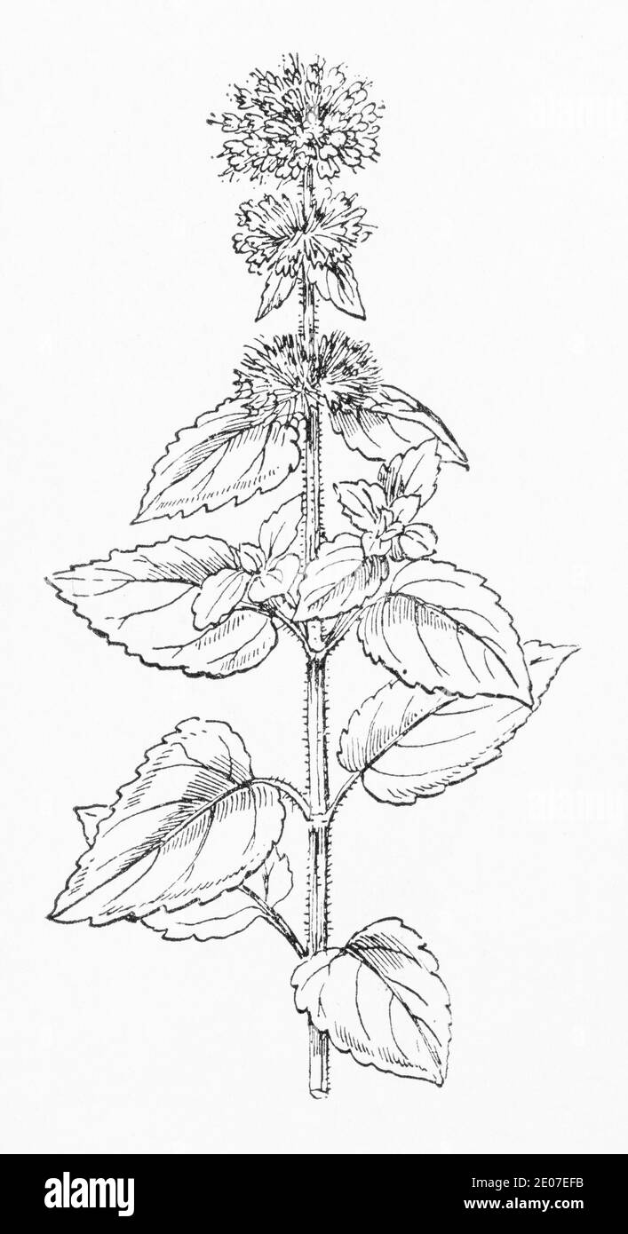 Alte botanische Illustration Gravur von Hairy Water Mint / Mentha hirsuta, Mentha aquatica L.. Siehe Hinweise Stockfoto